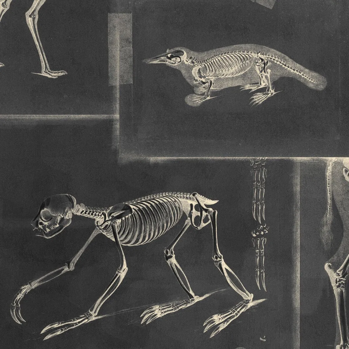 Zooarcheology Wallpaper